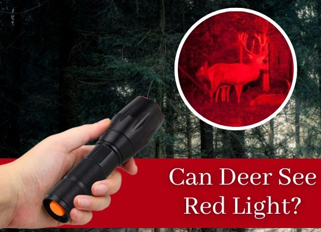 Deer hunting with a red flashlight